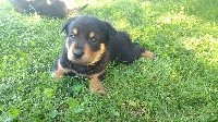 Elven spirit - Australian Kelpie - Portée née le 05/08/2019